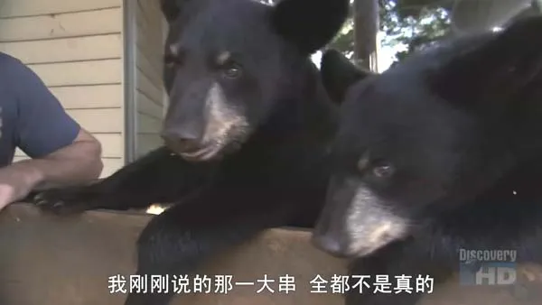 动物攻击实录