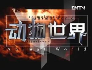 动物世界纪录片全集100集 赵忠祥经典解说高清视频合集-蓝海网