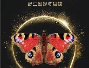 太阳之子：野生蜜蜂与蝴蝶纪录片 TS蓝光 全2集