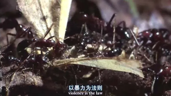 非洲矛蚁纪录片