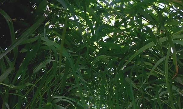 家庭微观生态链纪录片