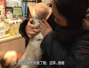 拯救动物 全四季180集 高清国语中字