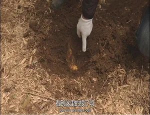 纪录片筑地寻味 15集 1080P 日语中文字幕