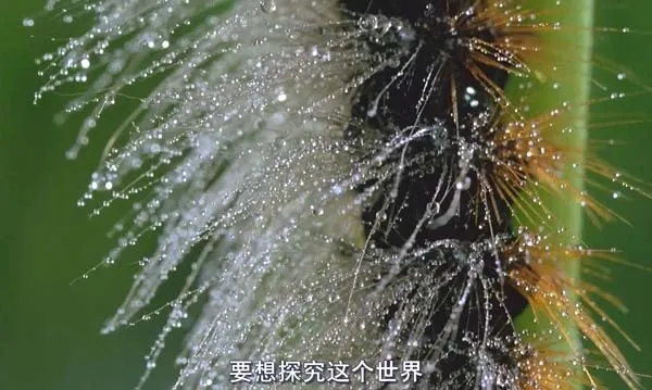 沉浸式显微影像技术