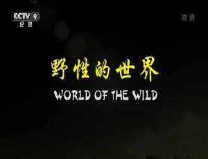 野性的世界 World of the Wild 全6集 中文字幕 TS蓝光高清纪录片