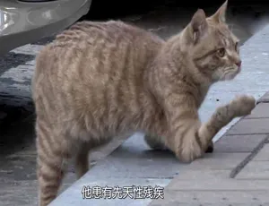拯救动物 第三季全180集 高清中字纪录片