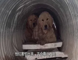 拯救动物纪录片第二季全180集中文字幕高清收藏