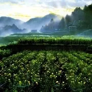 高畑勋治愈动画