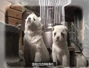 TV动物农场第二季 高清1080P中文字幕完整版