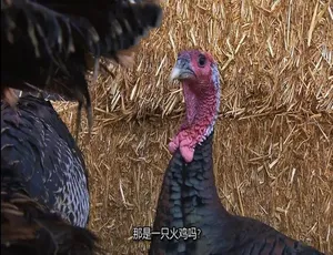 地狱厨房第十七季全16集 1080P高清英语中文字幕纪录片
