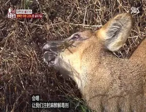 TV动物农场短视频版 第5季 1080P中文字幕 纪录片