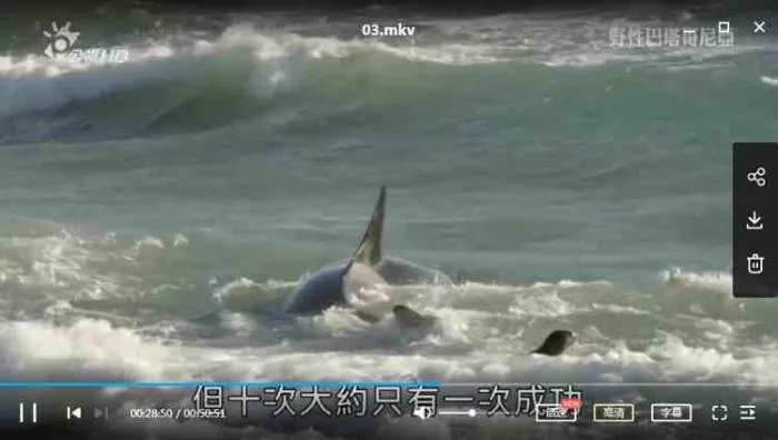 4K自然生态纪录片