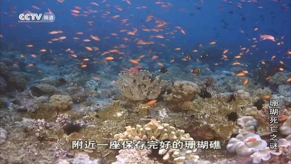 珊瑚生存竞争