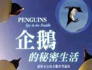 BBC高分纪录片企鹅群里有特务全5集英语中文字幕高清收藏版