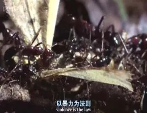 2006英国自然世界：蚂蚁攻击纪录片