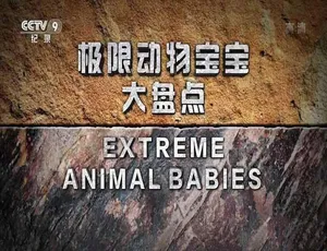 极限动物宝宝 Extreme Animal Babies 全6集高清中字纪录片
