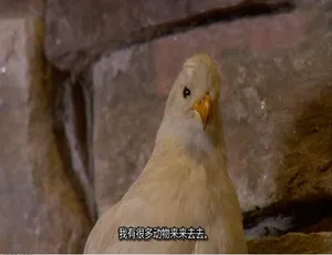古物奇谭第三季全20集 1080P高清原声双语字幕
