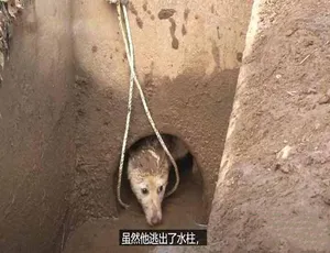 TV动物农场第三季高清中字完整版纪录片在线观看