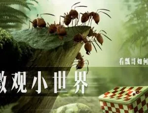微观小世界昆虫小世界 Minucule 中文版动画片 全两季176集-蓝海网