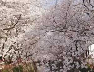 樱花烂漫 2007年日本 1080P高清珍藏版-蓝海网