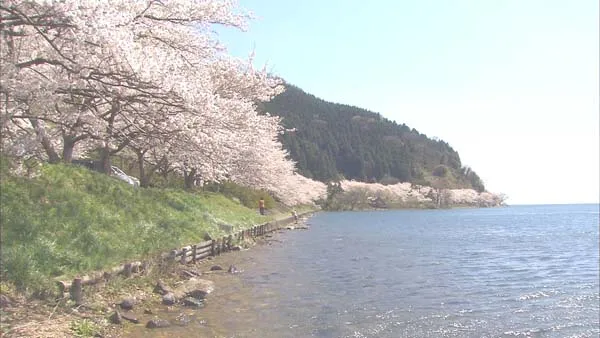 樱花胜地高清影像