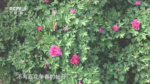 洛阳牡丹文化