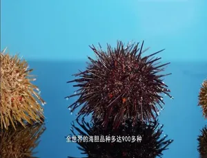 开动吧海鲜高清全24集国语配音中文字幕