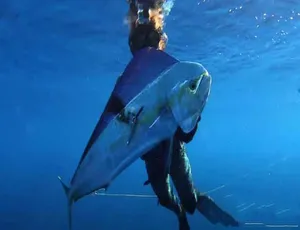 深海盛宴全6季66集1080P中文字幕