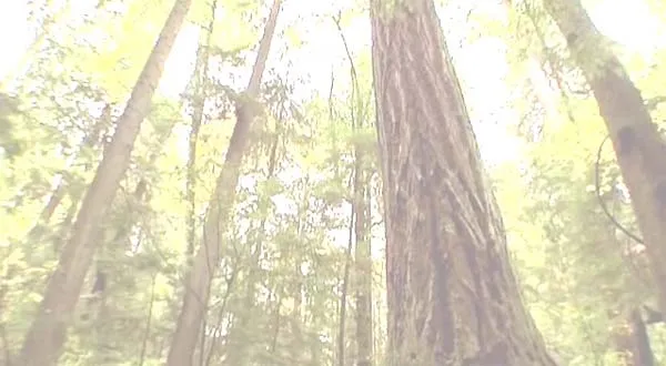 Oscar-nominated eco-terrorism film