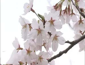 樱之味：舌尖上的日本纪录片全6集1080P高清中文字幕