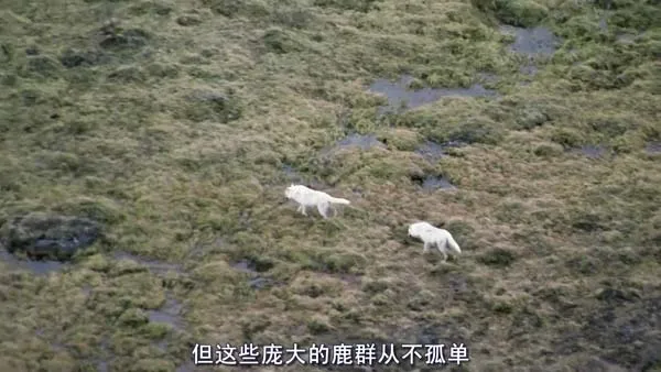 自然纪录片蓝光珍藏