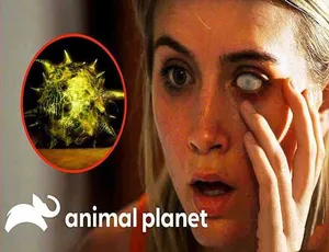 体内怪物 Monsters Inside Me 第5-8季 高清1080P中字全纪录-蓝海网