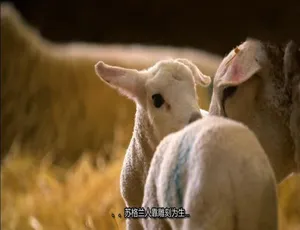 农耕生活农场生活 This Farming Life 第一季全12集 1080P高清英语中字纪录片-蓝海网