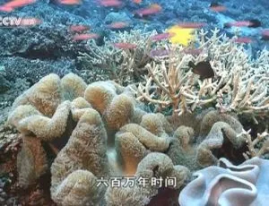 2013 BBC纪录片揭秘：珊瑚礁为何神秘消失？