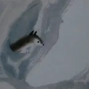 生态链动画短片