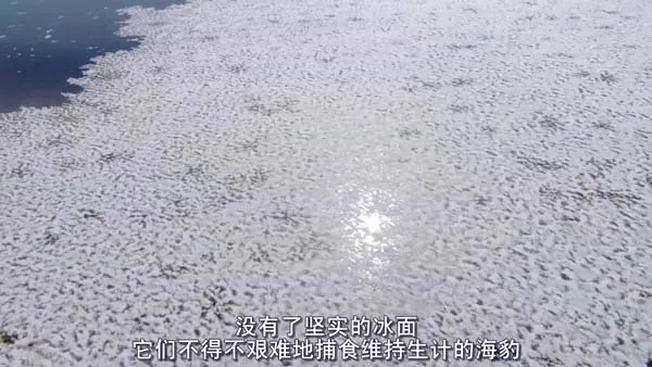 BBC行星地球剧场版