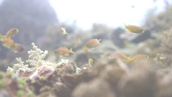 格陵兰鲨首次影像