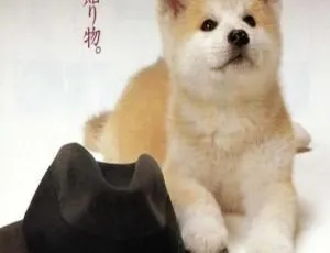 忠犬八公物语 1987日本高分剧情 国语中字版