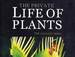 植物私生活全集1-6 BBC纪录片高清英语中文字幕-蓝海网