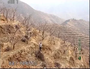 苹果树下 纪录片 高清全4集 国语中文字幕