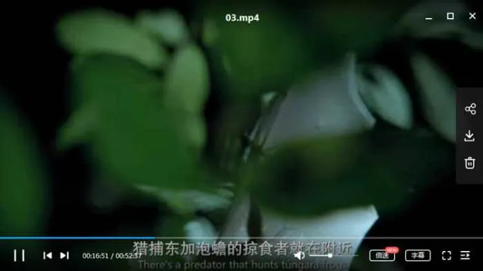 自然纪录片暗夜生态