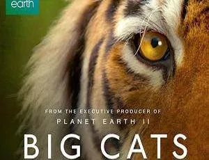 BBC纪录片大猫三部合集高清英语中文字幕-蓝海网