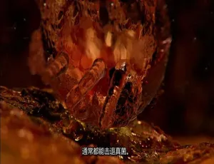 体内怪物病魔缠身第五季 10集全 1080P高清 英语中字纪录片