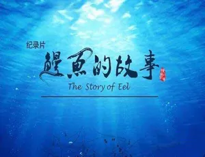 鳗鱼的故事 The Story of Eel 纪录片全3集 蓝光TS高清