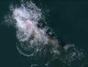 鲨鱼周2020 Shark Week全28集 1080P高清纪录片 MP4中字 61.4G