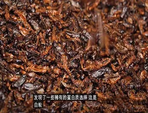 阳光美食家第四季高清纪录片全集