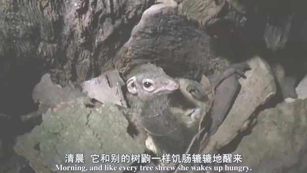BBC自然历史