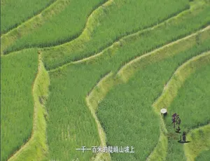 稻之道 全6集 1080P高清 国语中字纪录片-蓝海网