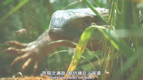 BBC隐秘王国