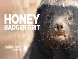 蜜獾生存大挑战 Grit:Honey Badger Tough 1080P全1集中文字幕-蓝海网